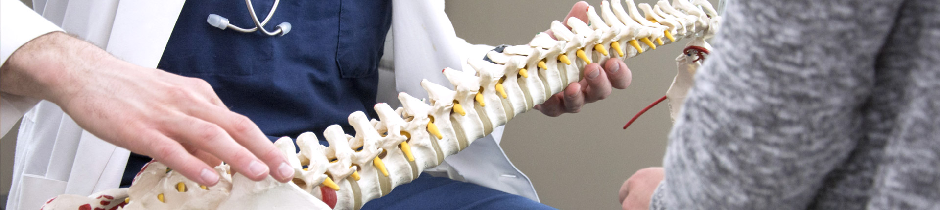 model of a spine